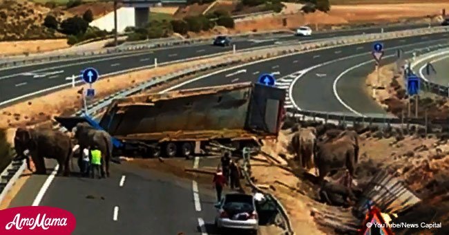 One elephant dead and more seriously injured when truck overturns on a speedy highway	