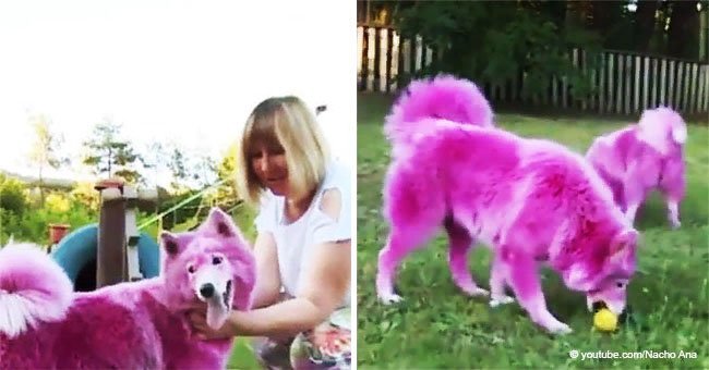 Two dogs were dyed pink for money and later left for dead in a forest