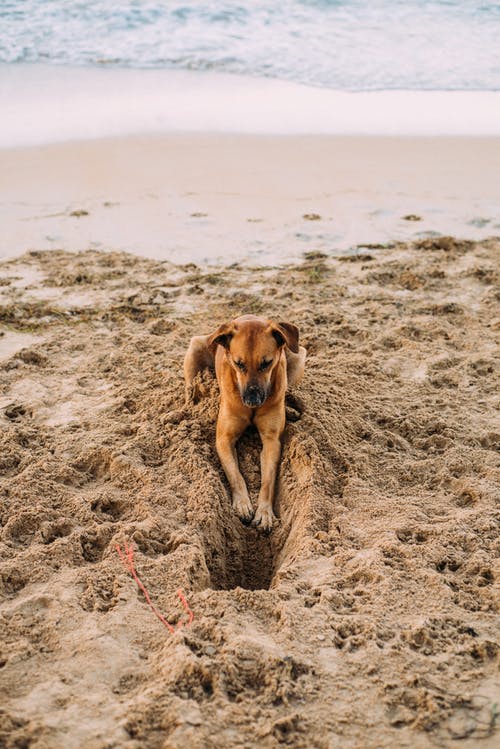 Chien. | Photo : Pexels