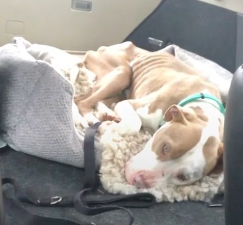 Zelus im Auto nach seiner Rettung | Quelle: Facebook/TheDodo Zelus im Auto nach seiner Rettung | Quelle: Facebook/TheDodo