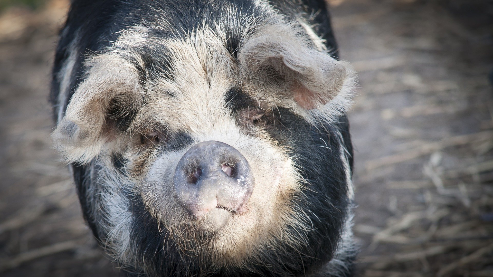 A pet pot belly pig staring at the camera. | Source: Pixabay.