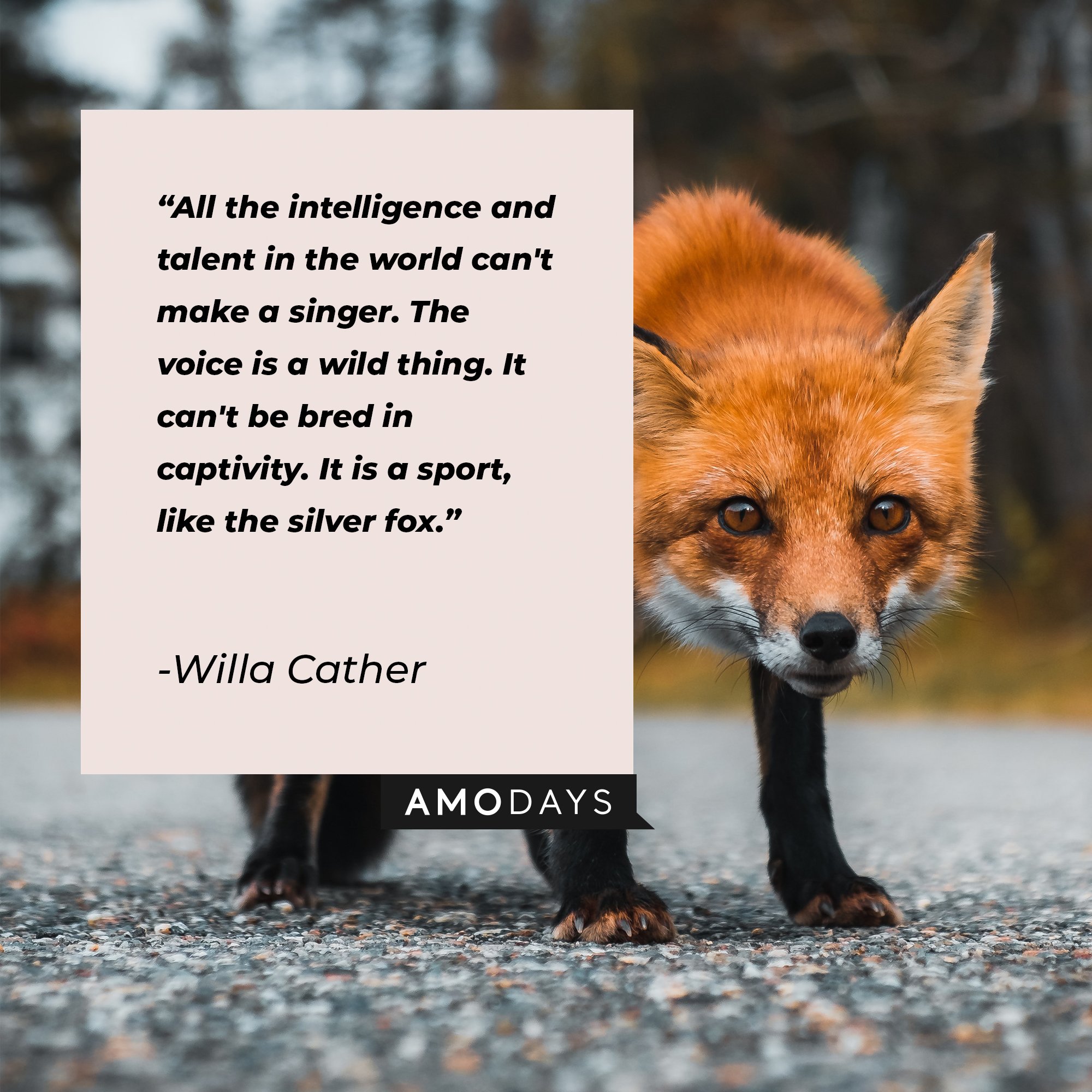 Willa Cather’s quotes: "All the intelligence and talent in the world can't make a singer. The voice is a wild thing. It can't be bred in captivity. It is a sport, like the silver fox." | Image: AmoDays