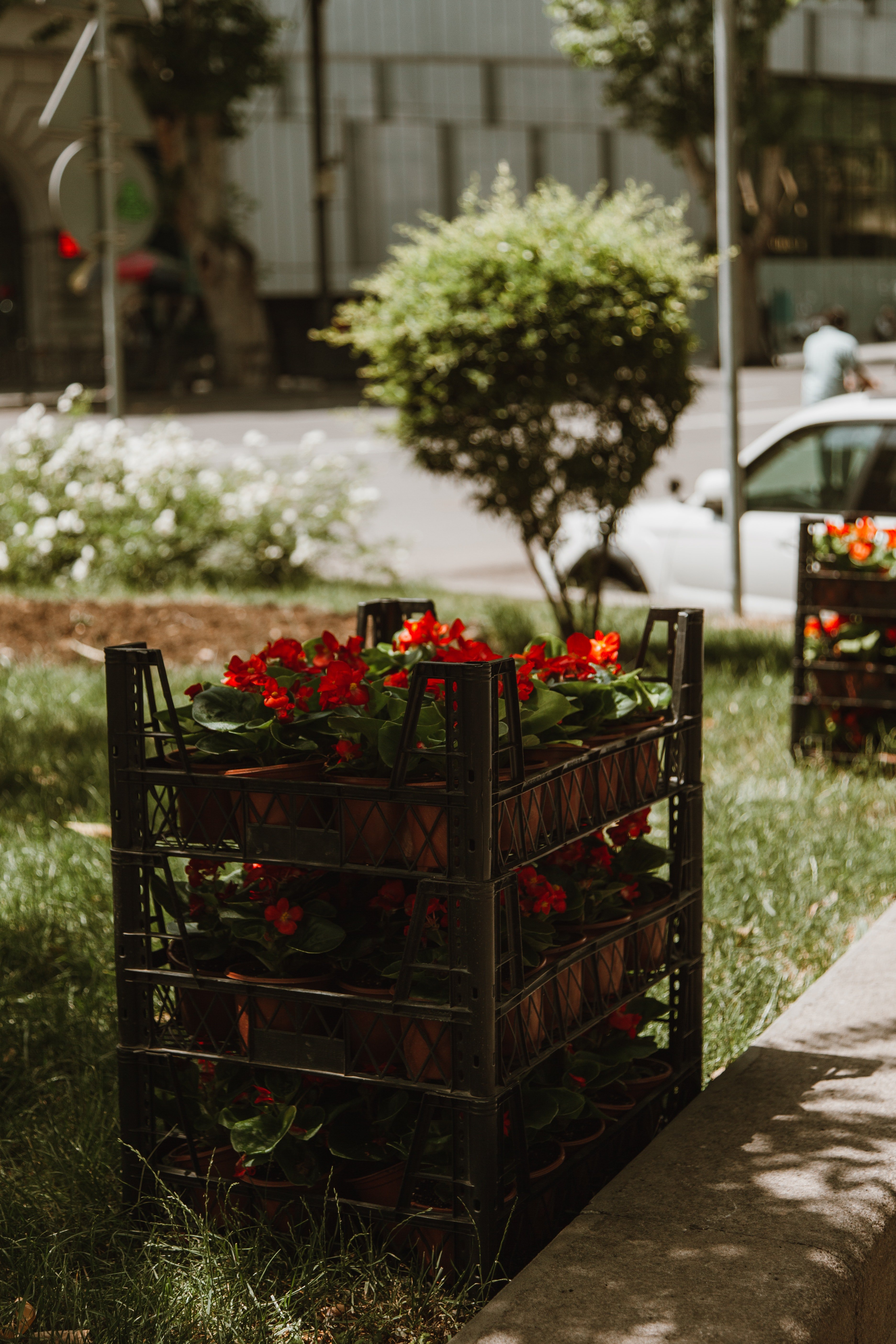 Emily was delighted to see her new garden. | Source: Pexels