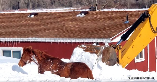 Horse Rescue: Rancher Uses Backhoe to Dig out a Horse Buried after a Massive Blizzard