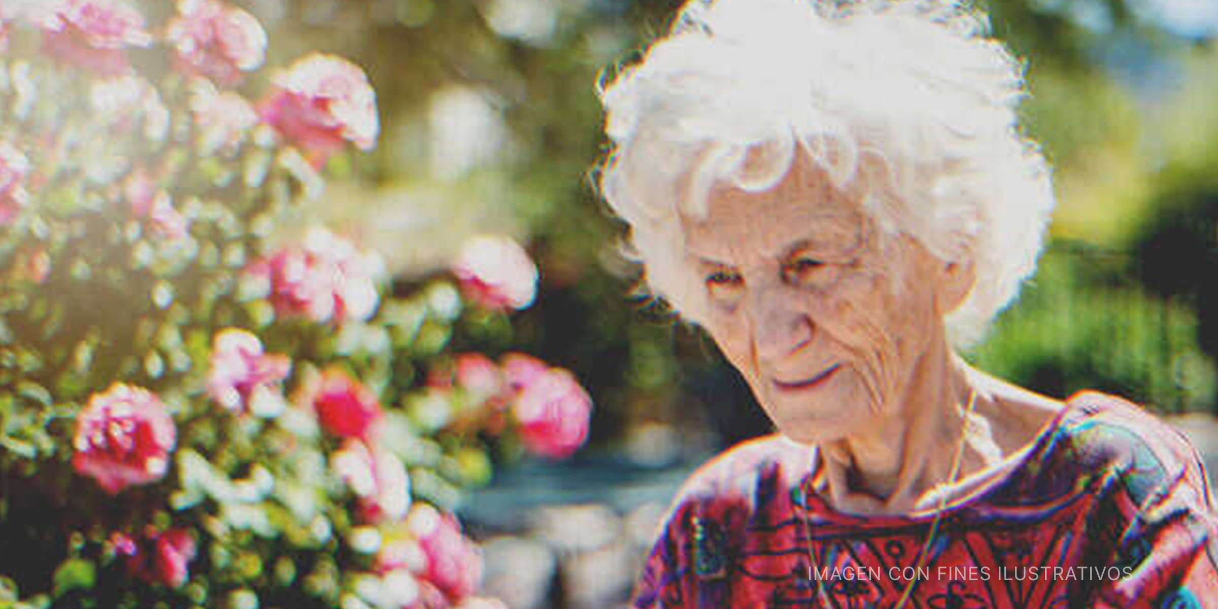 Anciana al lado de un rosal | Foto: Getty Images