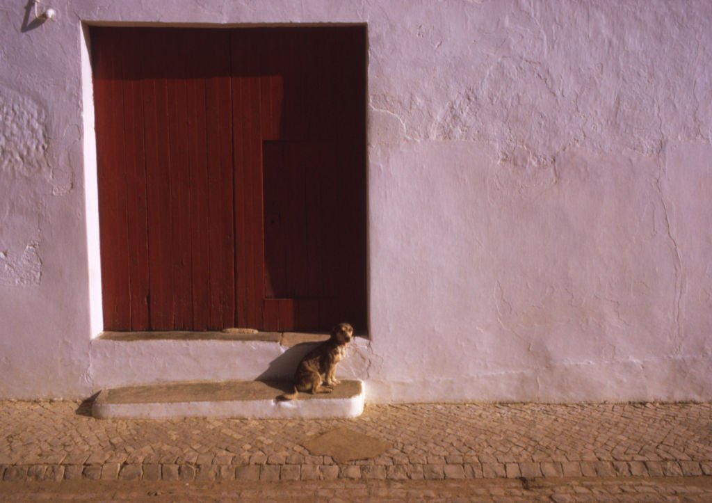 Un chien assis devant une porte. | Photo : Getty Images