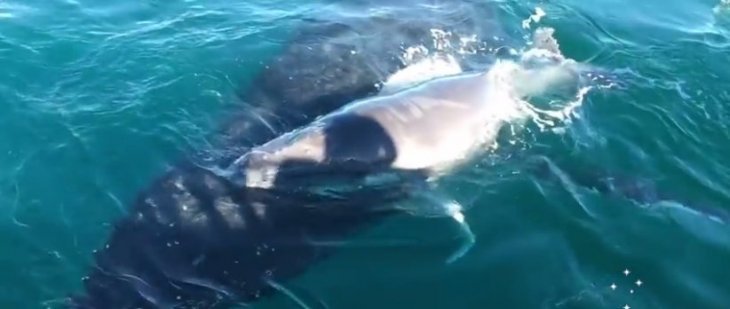 Source: YouTube/Whale Watch Western Australia