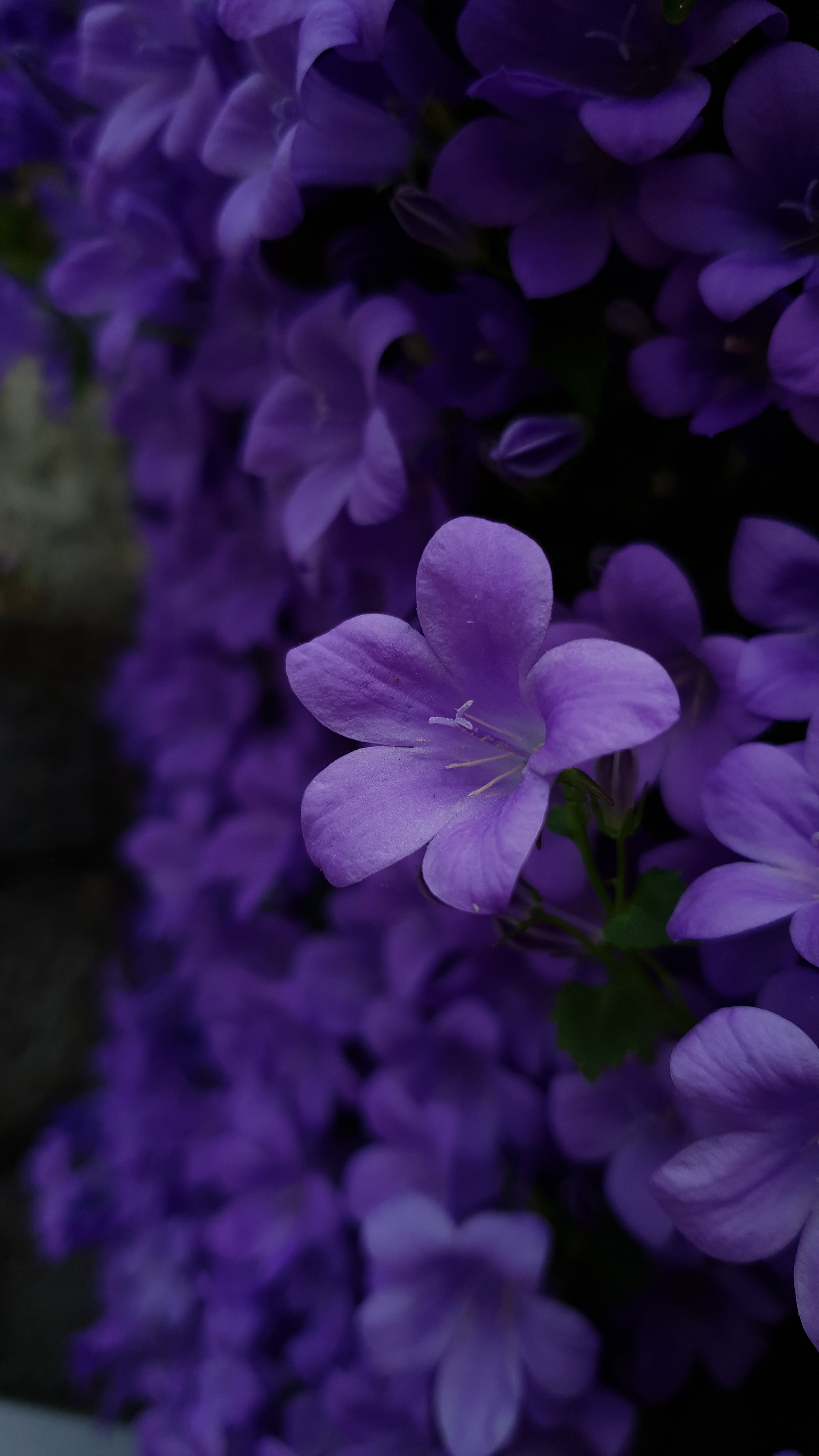 Violet | Unsplash