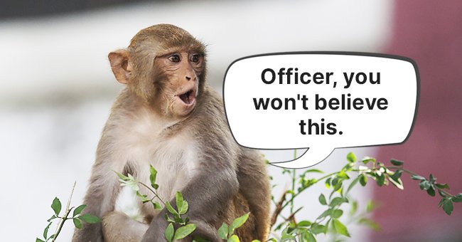 "If only this monkey could tell me what really happened here," thought the policeman.  | Photo: Shutterstock