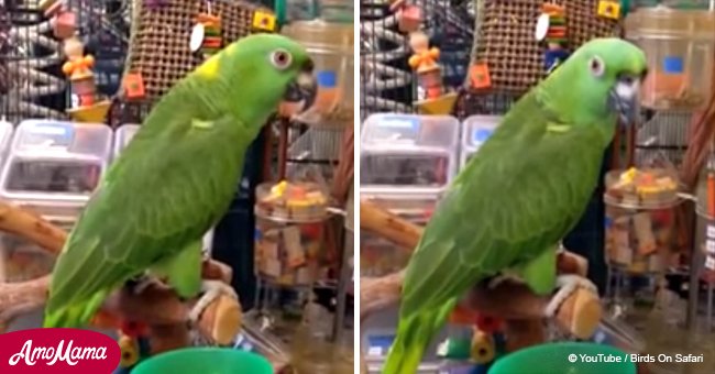 Amazing parrot filmed singing song exactly like a human