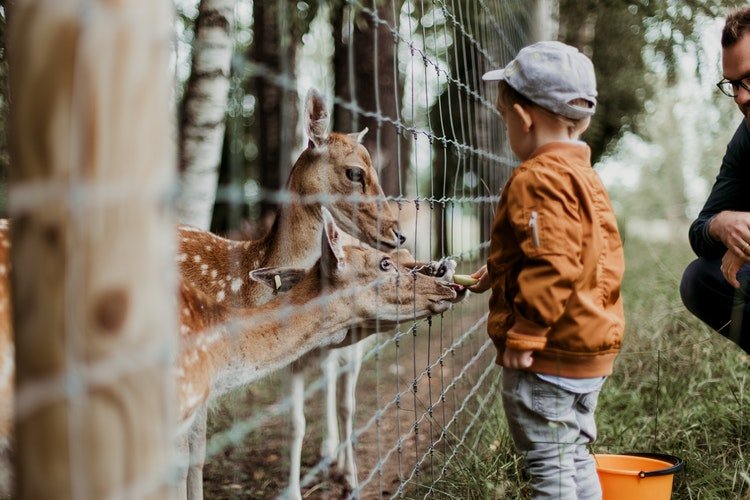 Un enfant donnant à manger à un animal en cage | Photo : Pixabay Un enfant donnant à manger à un animal en cage | Photo : Pixabay