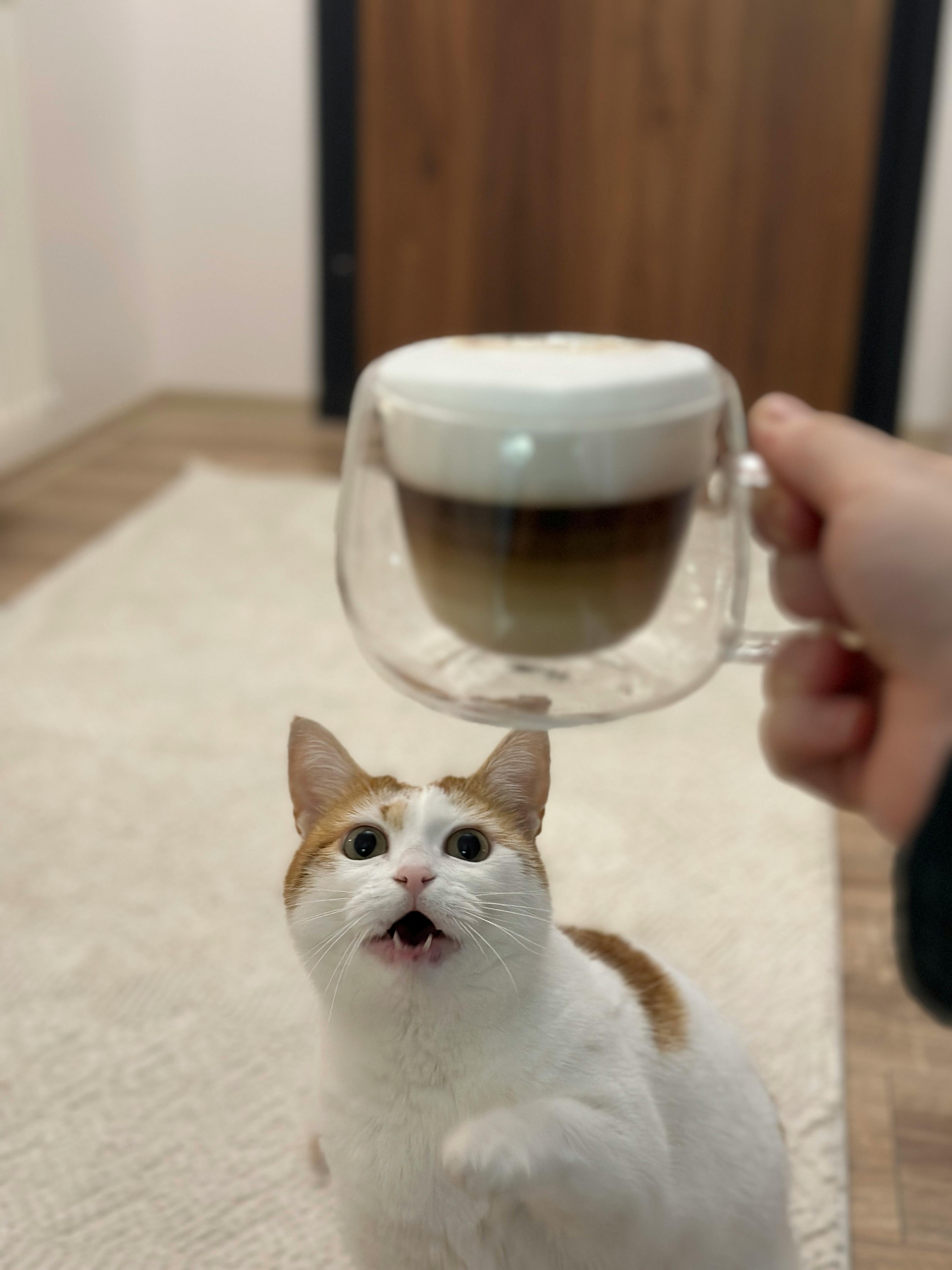 A white kitten and a cup of coffee | Source: Pexels