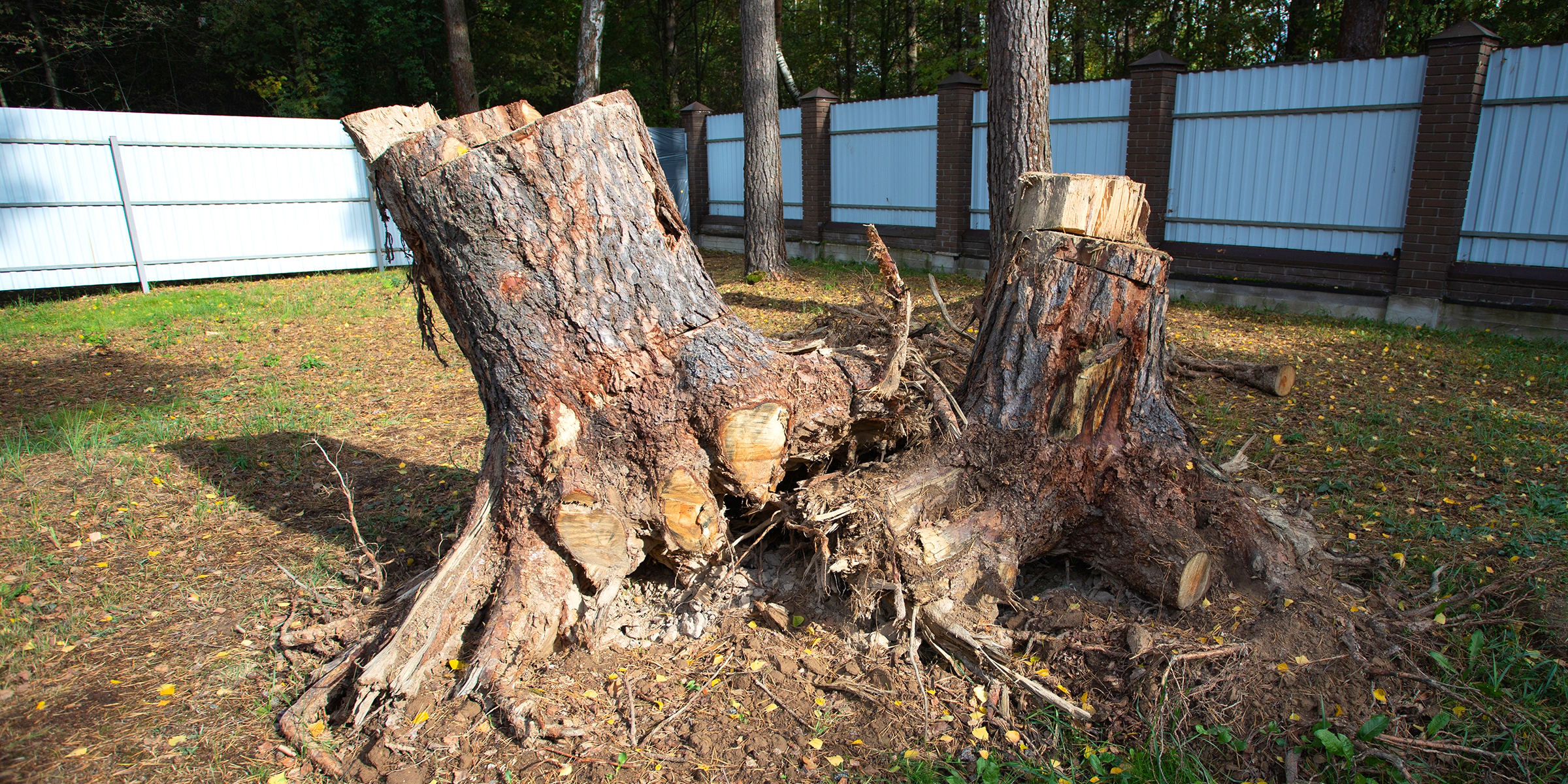Tree stumps in a garden | Source: Shutterstock