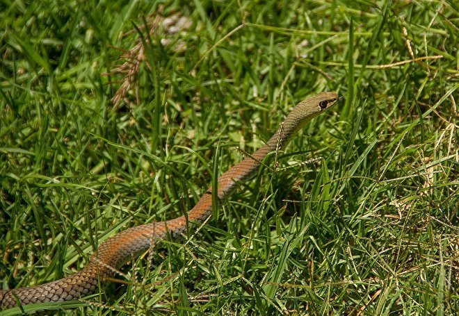 Un serpent dans les herbes | Image : PxHere
