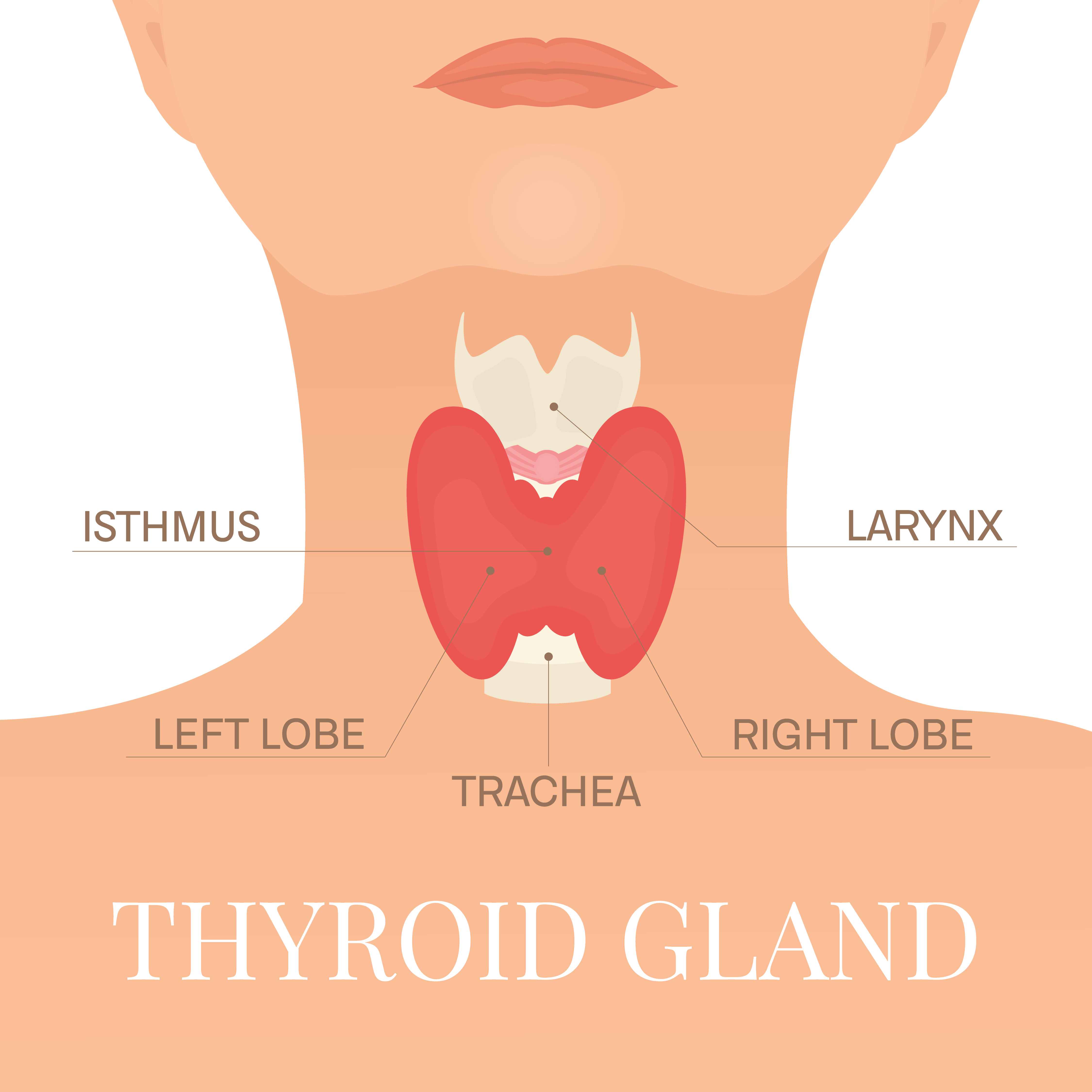 Visual representation of thyroid anatomy and its placement in the neck | Source: Getty Images