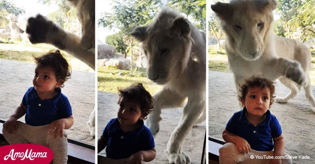 Lion caught on camera trying to attack an oblivious little boy from behind