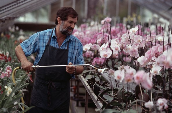 Orchidée papillon - en serre le 7 avril 1999 à Boissy-Saint-Léger.|Photo : Getty Images