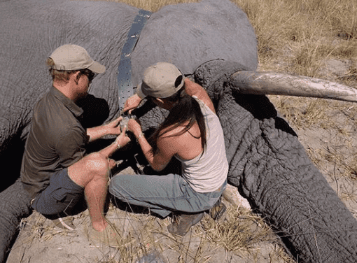 Prince Harry and Duchess Meghan tagging an elephant in Botswana in 2017 | Photo: Instagram/SussexRoyal