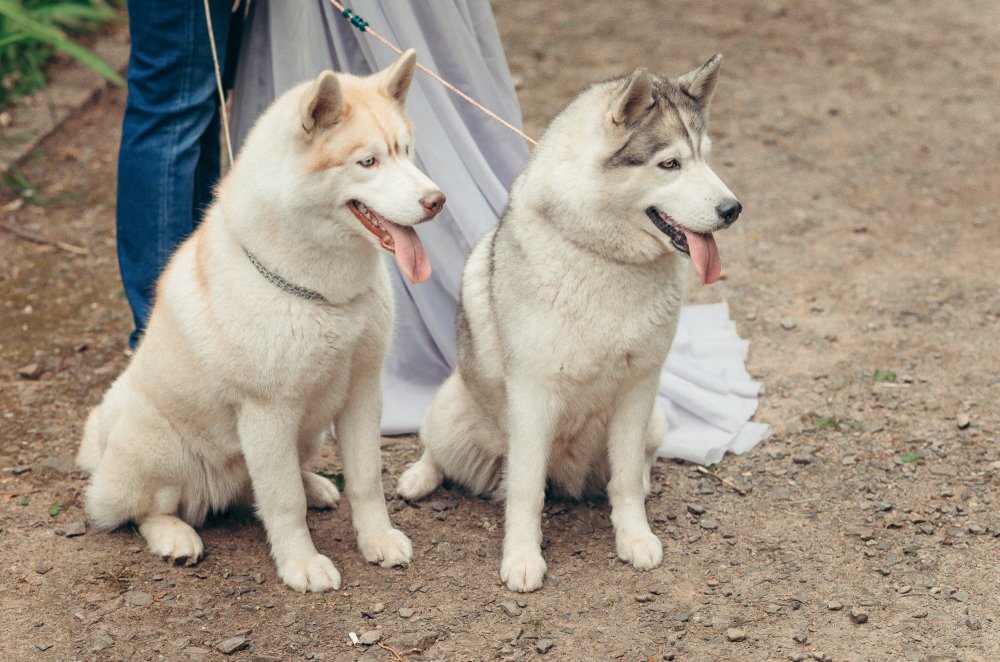 Zwei sibirische Hirtenhunde sitzen auf dem Boden. | Quelle: Shutterstock