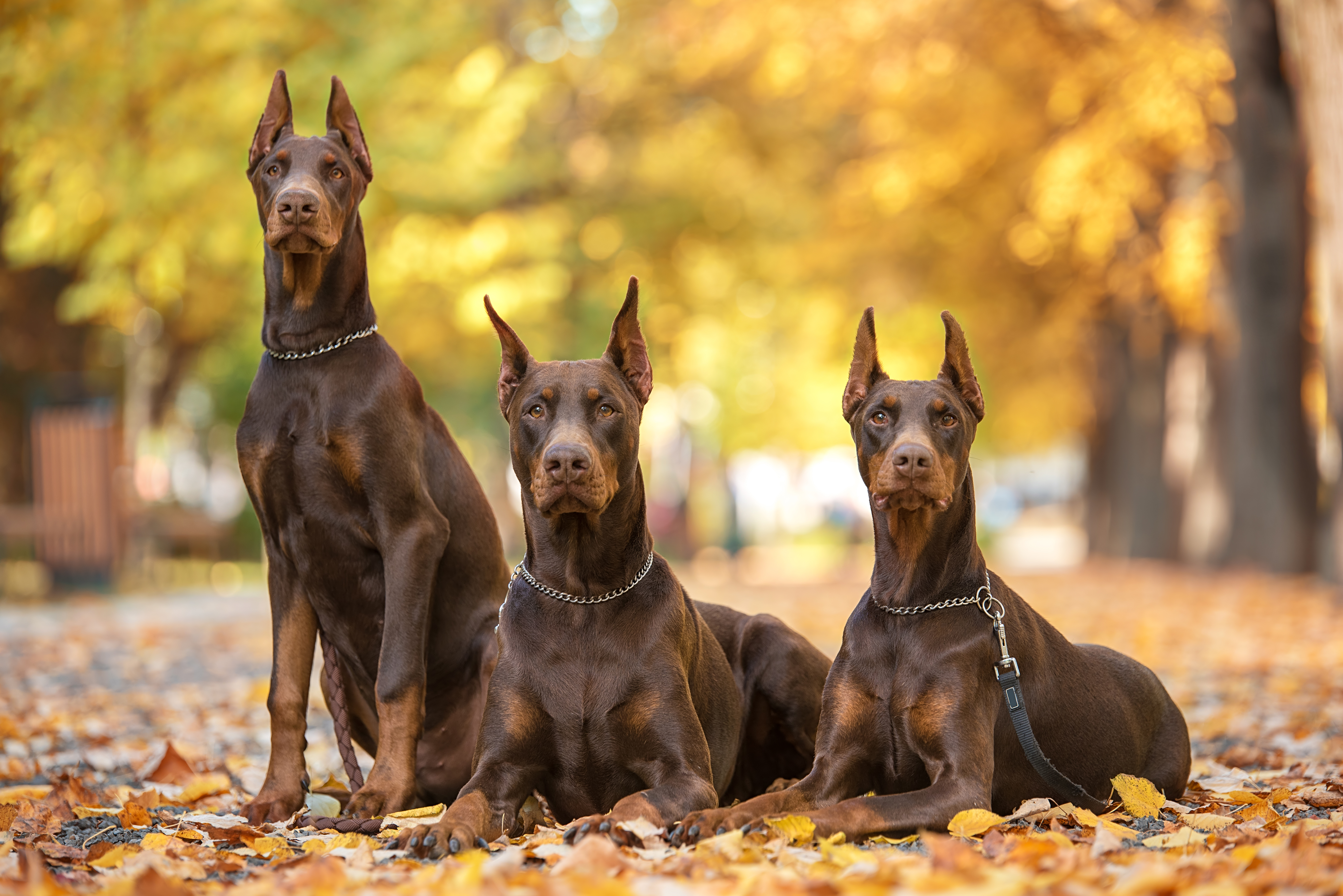 Three dogs | Source: Shutterstock