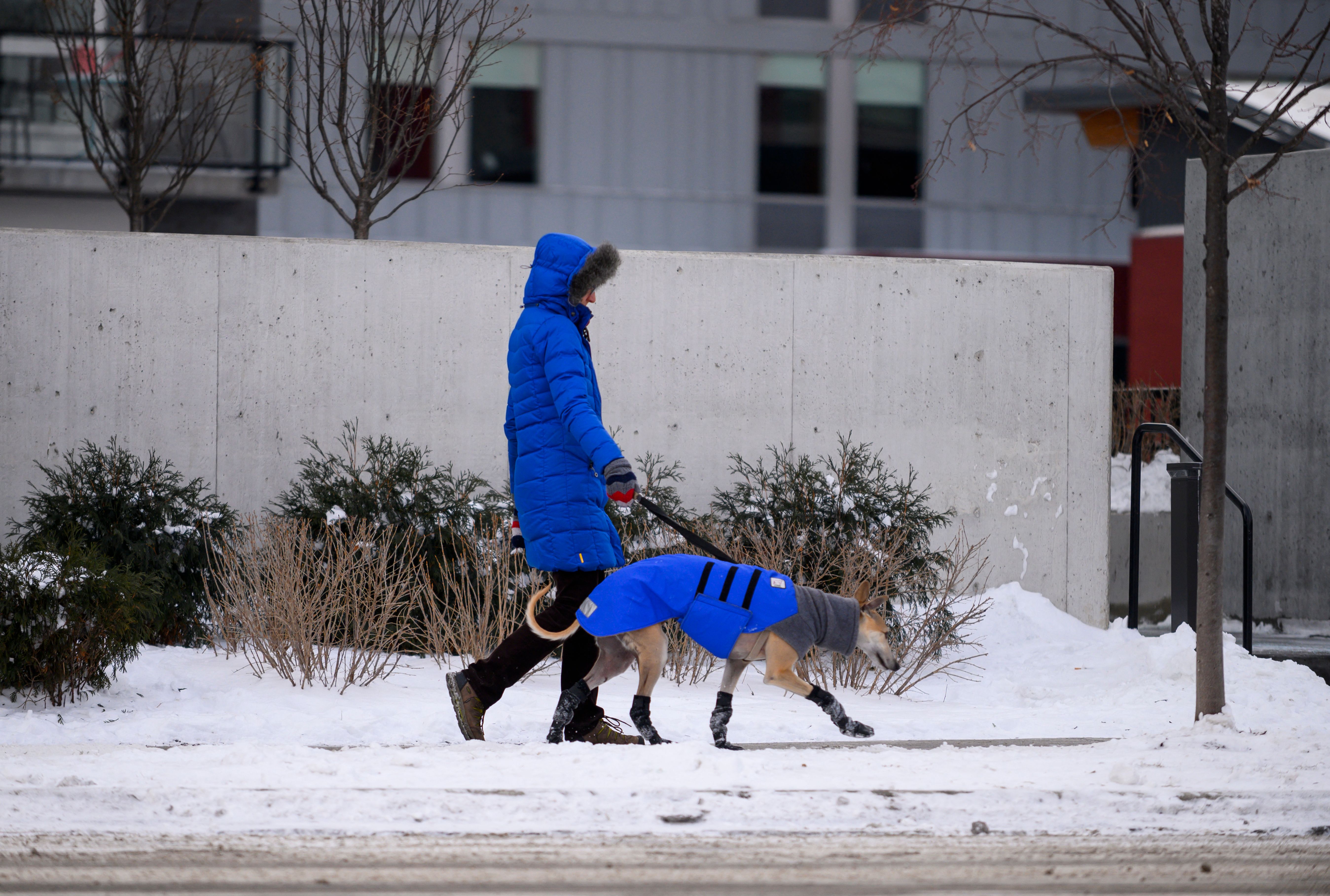 A woman walks her dog in Minneapolis, Minnesota, on February 1, 2019 | Source: Getty Images