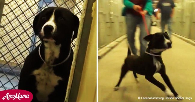 Benny, an abandoned pit bull, does a freedom dance upon meeting his new family