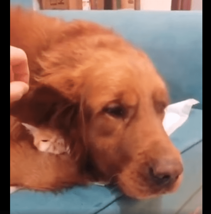 Perro acostado con gato / Imagen tomada de: Facebook / NTDTelevision