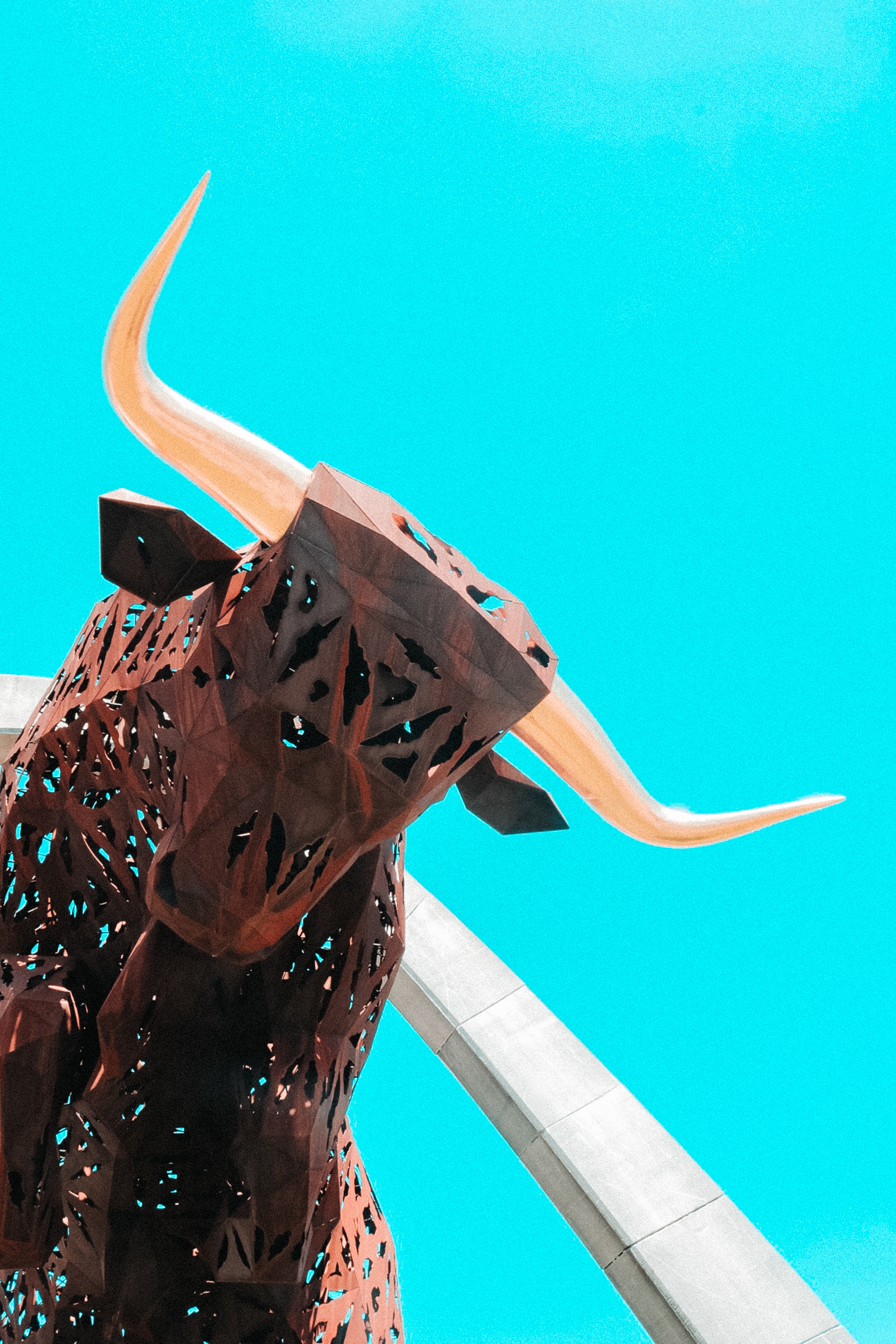 A  bull. | Source: Unsplash