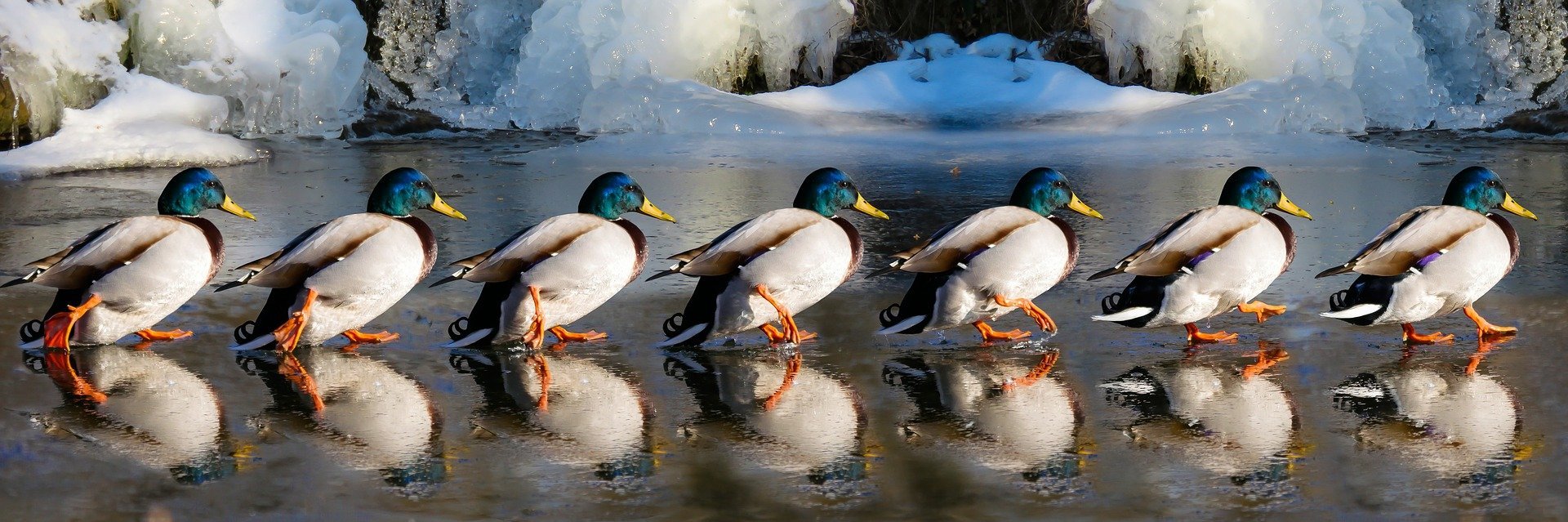 Fila de patos. Fuente: Pixabay