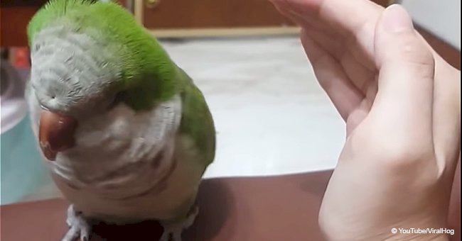 Heartwarming video shows cute little bird desperately needing cuddles