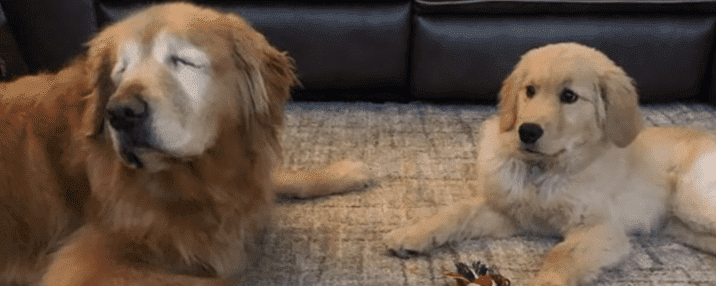 Blind 11-year-old old Golden Retriever Charlie and his new best friend Maverick who became his guide. | Source: YouTube/ABC News.