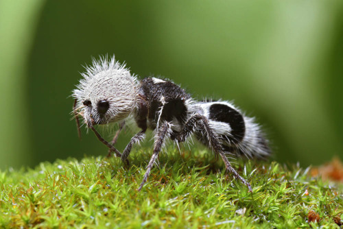 Photo of Panda ant. | Source: Wikipedia/Chris Lukhaup/CC BY-SA 4.0