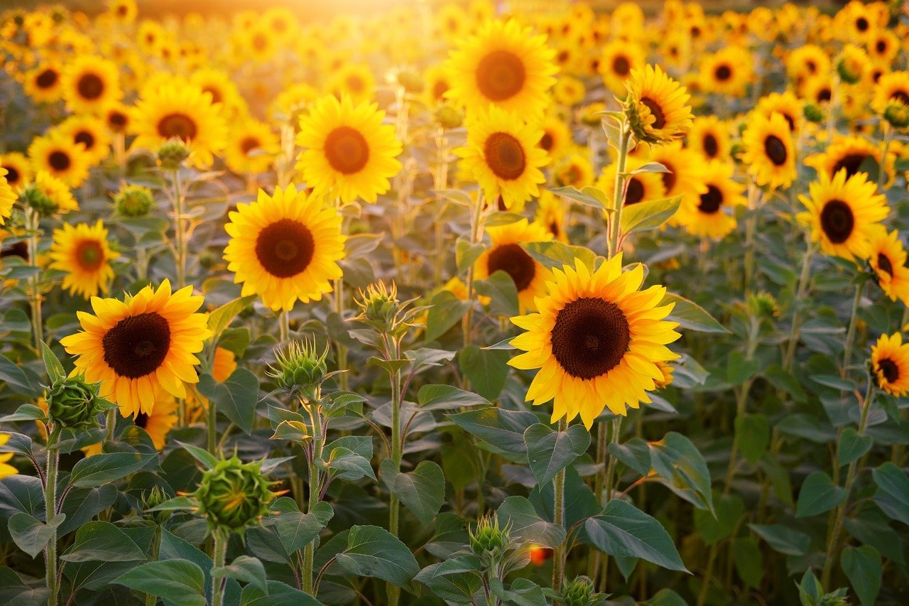 A field filled with sunflowers basking in the sun | Photo: Pixabay/Bruno - Germany