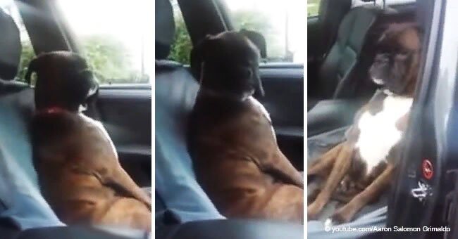 Offended dog refuses to communicate with owner who brought it to the vet with lies