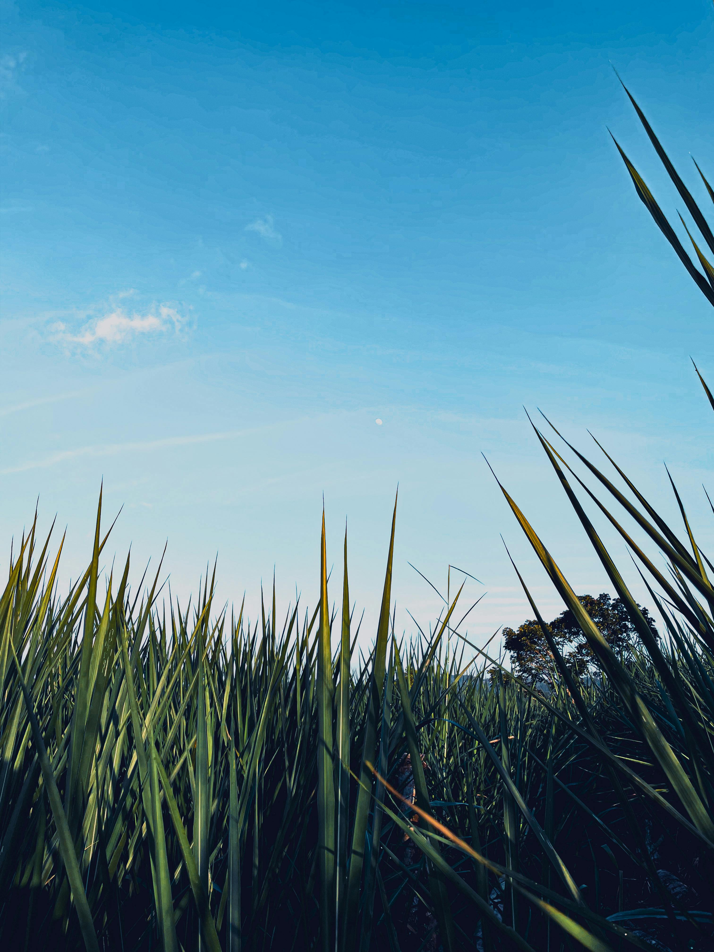 Tall grass | Source: Pexels