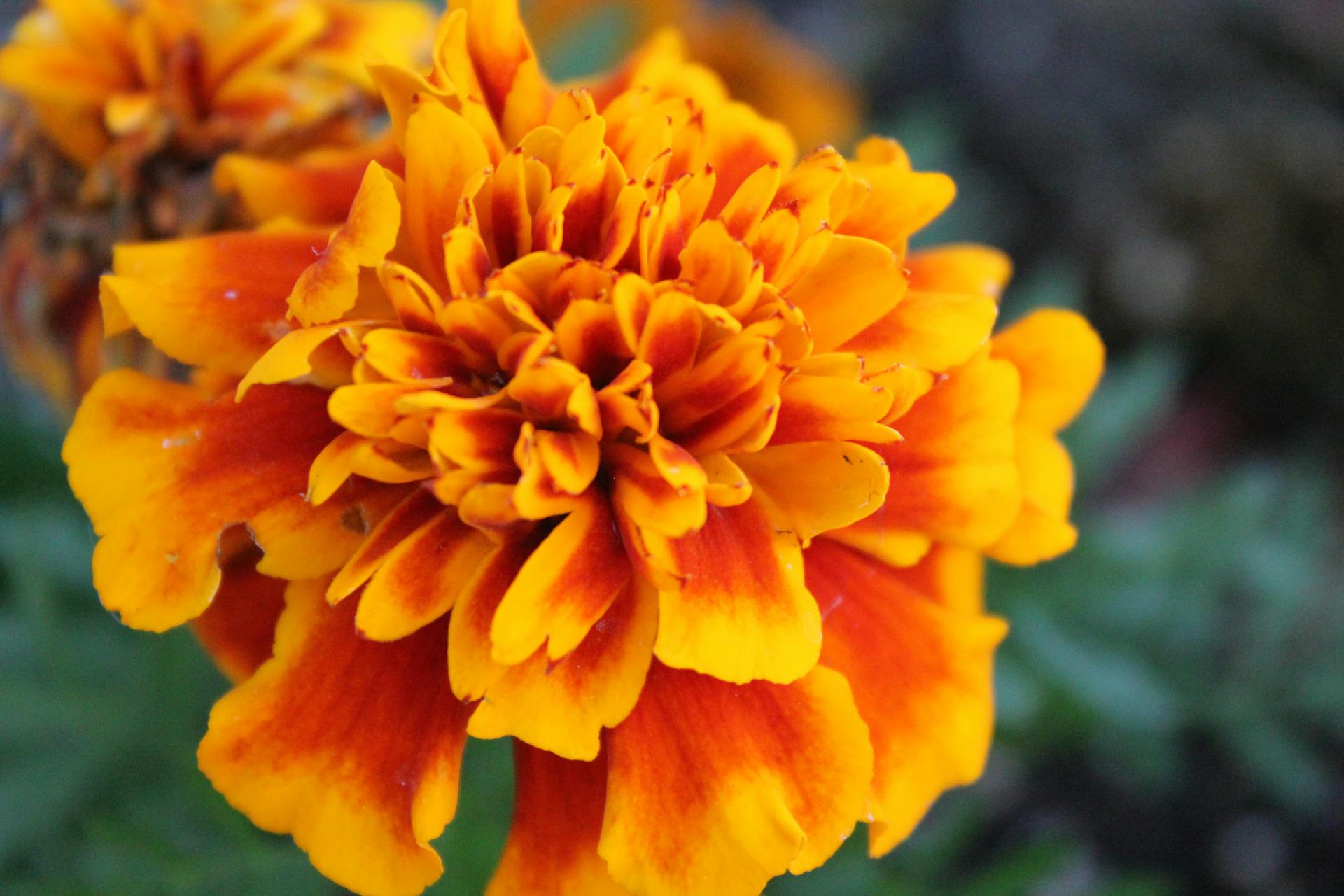 A close-up shot of marigold flower | Source: Pexels