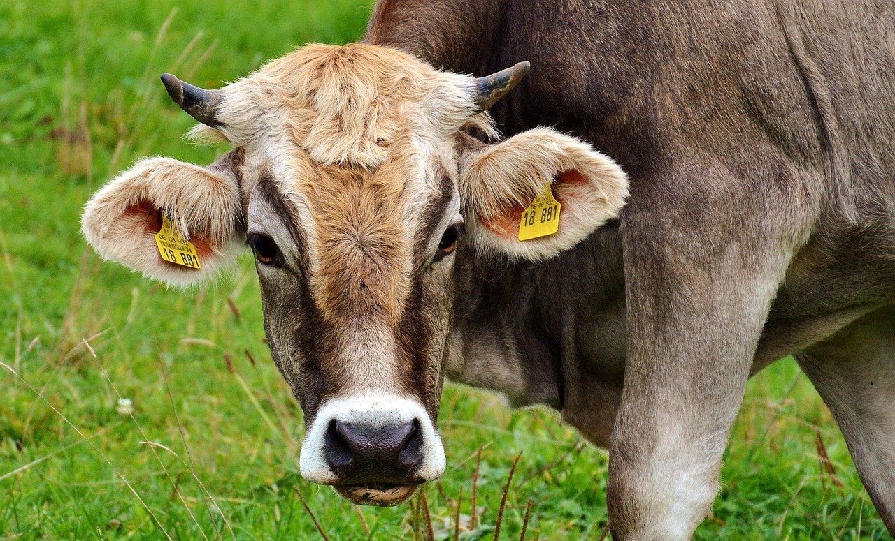 A cow in the field with tags in its ears | Photo: Pixabay