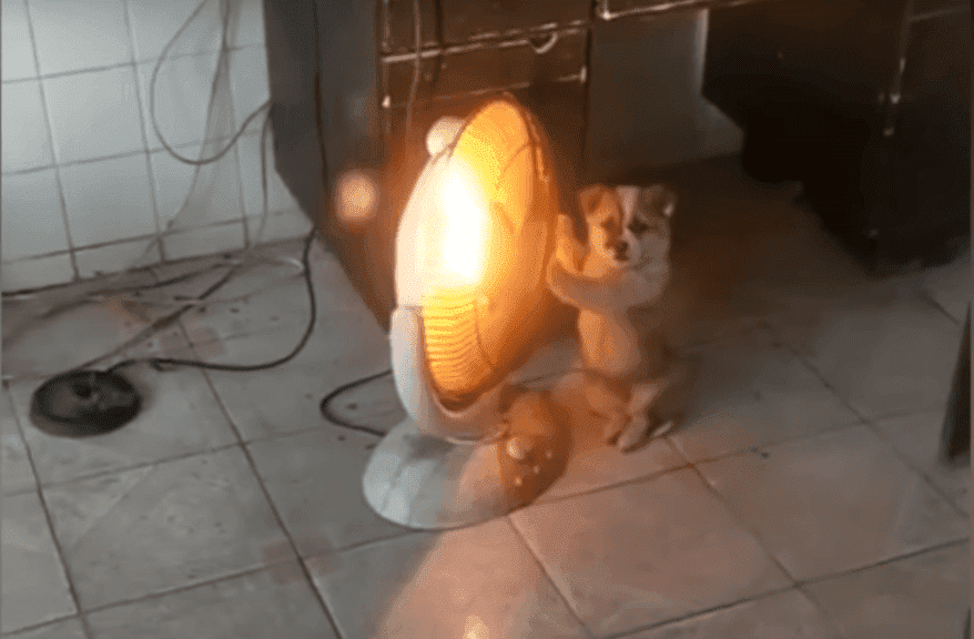 Cold puppy in east China tries to keep warm by electric heater  | Photo: YouTube