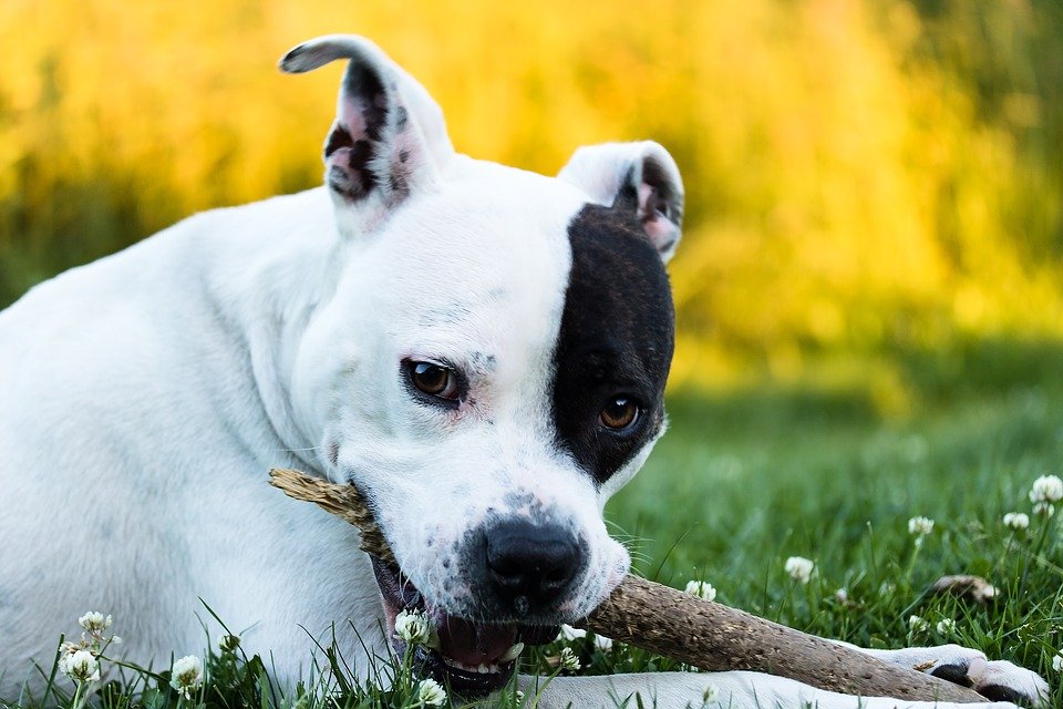 Perro jugando con una palo de madera en el cesped | Foto: Pixabay Perro jugando con una palo de madera en el cesped | Foto: Pixabay