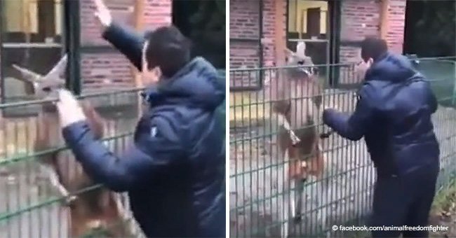  'Brave' man taunts and punches locked kangaroo in the zoo