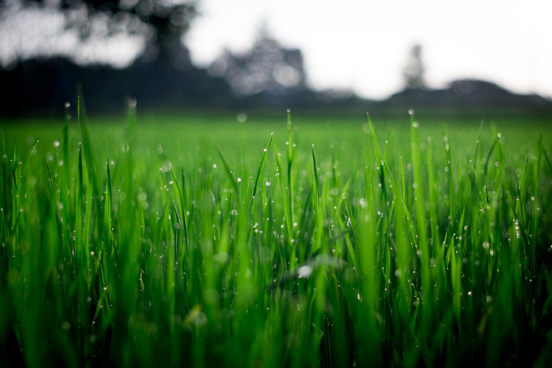 Overgrown grass/ Source: Pexels