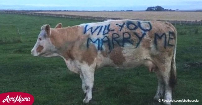 Devoted farmer proposes to girlfriend with the help of their favorite cow