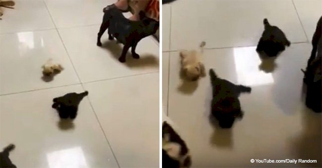 Adorable video of little puppies learning how to walk tugged at our hearts
