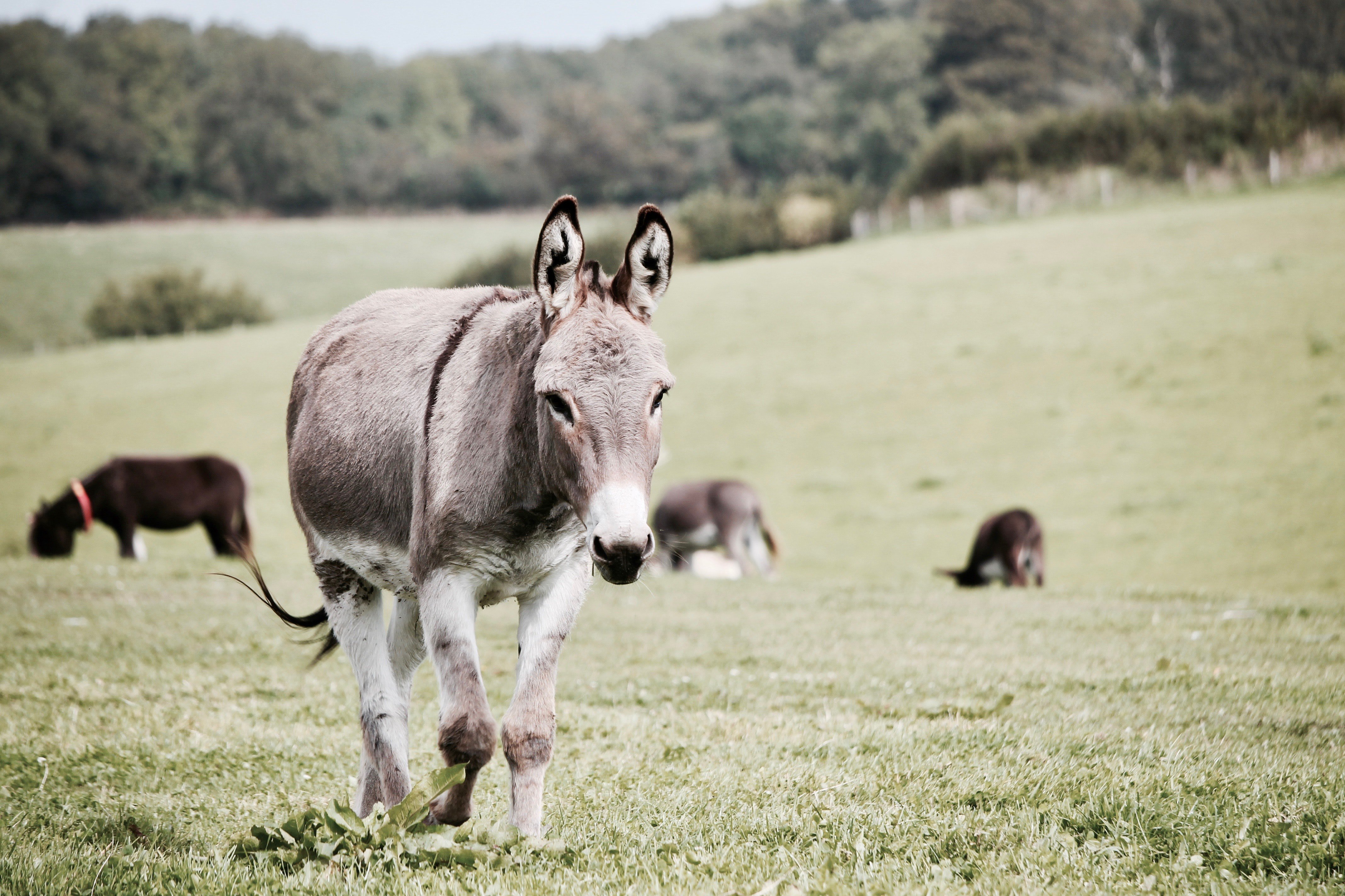 A donkey in the field. | Pexels/ Leroy Huckett