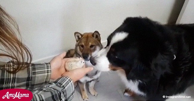 Dog doesn't like owner's new hamster and can't even look at his latest roommate