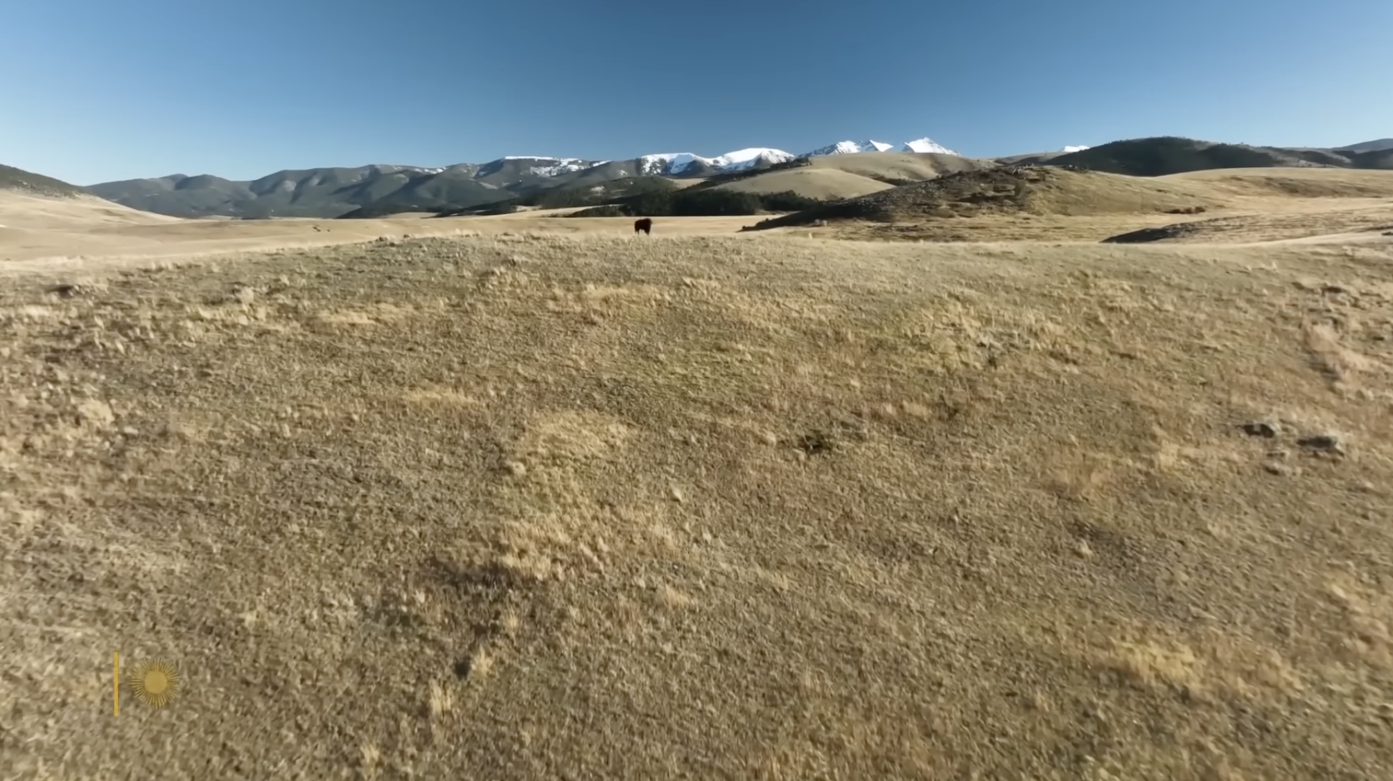 Vast golden plains unfold beneath snow-capped mountains as a lone bison roams across one of the sprawling conservation landscapes restored by Ted Turner. | Source: YouTube/CBS Sunday Morning