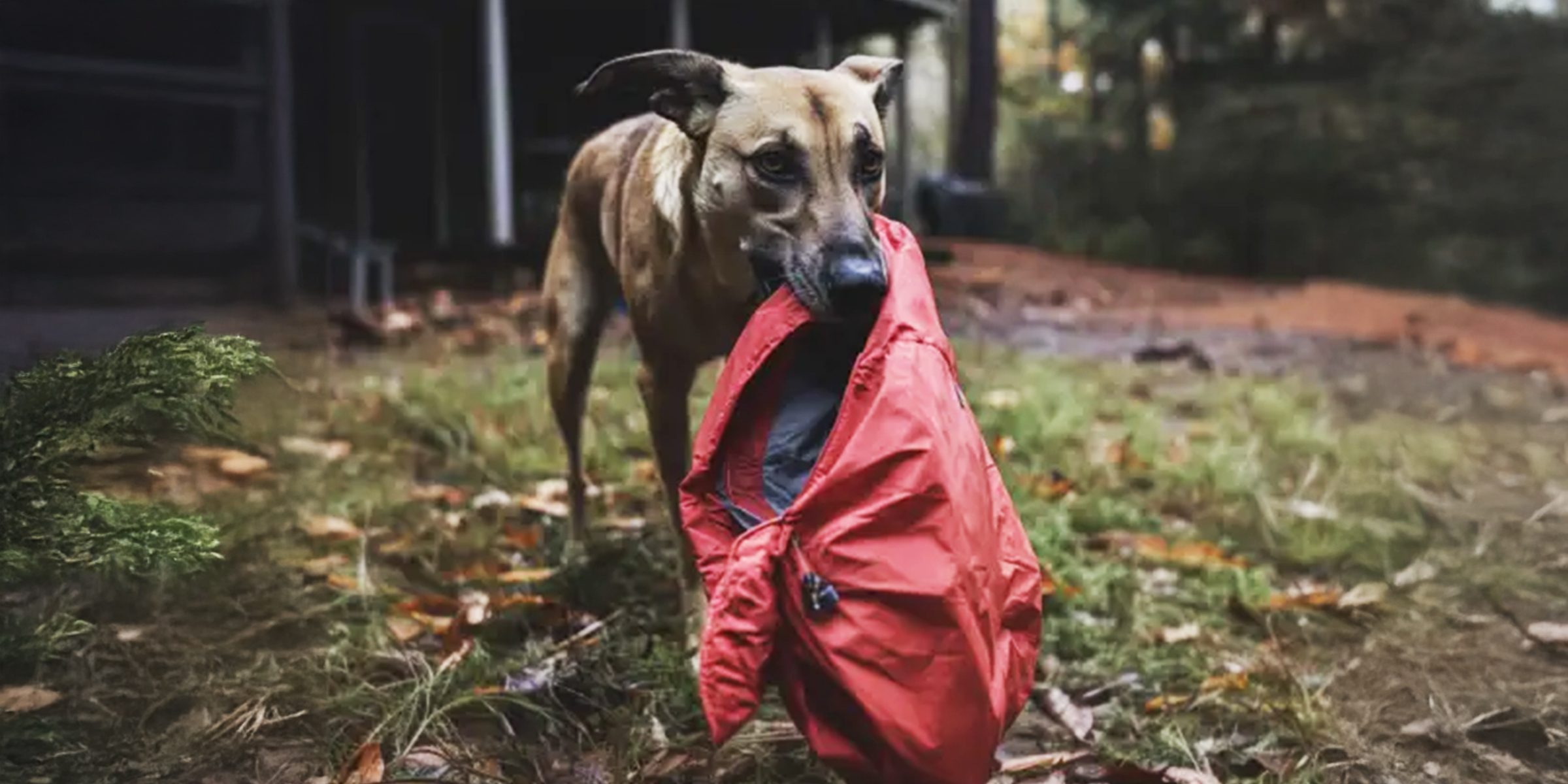 A dog carrying a jacket | Source: Amomama