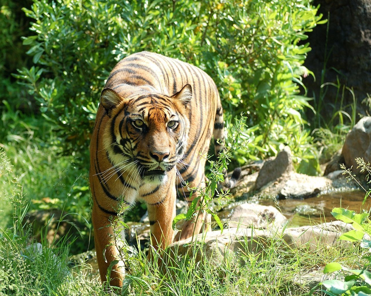 Picture of a tiger in a park | Photo: Pixabay