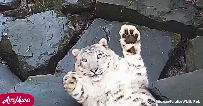 Adorable snow leopard has hilarious reaction to camera