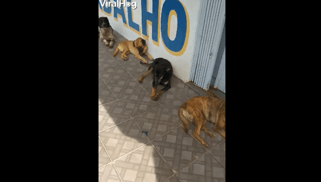 Perritos haciendo fila para comer / Imagen tomada de: Facebook / ViralHog Perritos haciendo fila para comer / Imagen tomada de: Facebook / ViralHog